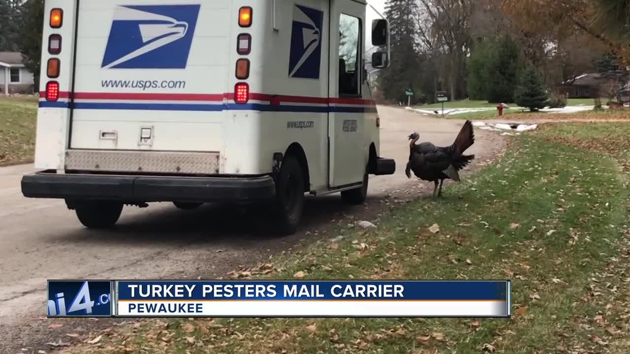 Pewaukee mail carrier 'stalked' by turkey for months