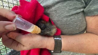 First Time Mum Feeds A Cute Baby Bat Her Milk - Meet Cotton Top, an Orphan Grey-Headed Flying Fox