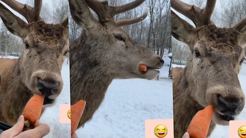 People give food the Deer ( woww ) 2021