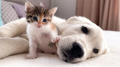 Cute Kitten Hugs Puppy - Must Watch!!