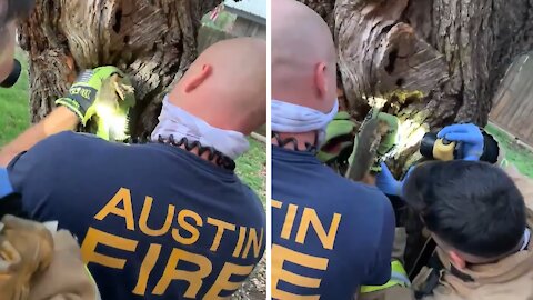 Firefighters rescue squirrel with head stuck in a tree