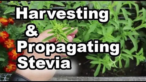 GROWING STEVIA Harvest & Propagating #stevia #homesteadgarden #gardeningincanada #gardeninginontario