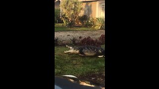 Big gator caught in Collier County