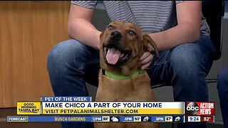 Pet of the week: Chico is a friendly boy who loves chasing toys and hanging out