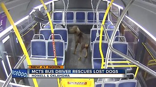 Dogs reunited with family after picked up by Milwaukee County Transit System bus driver