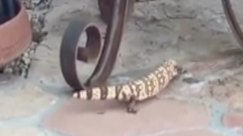 GILA MONSTER! Spotted crawling on front porch in Carefree - ABC15 Digital