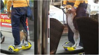 Cane e padrone a spasso per Milano su un'hoverboard