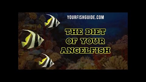 The Top Two Items You Can Feed Your Angelfish | YourFishGuide.com