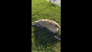 Happy retriever sun-bathing ☀️