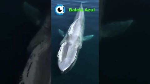 BALEIA AZUL EM ÁGUAS PERFEITAS! 🐋 #baleiaazul #baleias #baleia