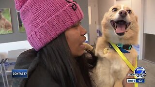 Denver7 viewers help reunite lost service dog with his owners