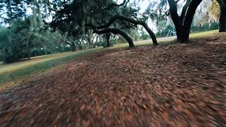 flying fast in the woods
