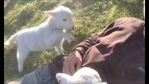 Cute and Beautiful Lamb Needs Attention
