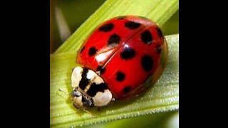 Ladybugs for Sale
