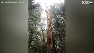 Un arbre abattu tombe en miettes