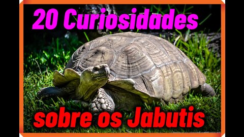 20 facts about tortoises