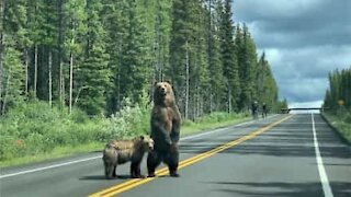 Ursos pardos atravessam a rua na frente de ciclistas