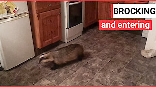 Mum at wits end thanks to BADGER who creeps into her home and raids her freezer every night