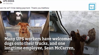 UPS Drivers Share Photos of Dogs They Meet on Their Routes