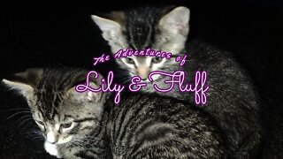 The Adventures of Lily & Fluff - Cute Cats Channel Trailer