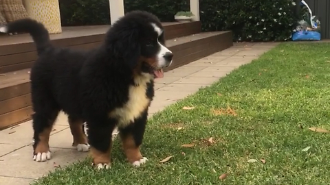 Bouncing berner