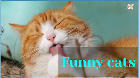 Funniest Animals - Best Of The 2021