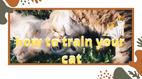 🔴🔴😱😱😱👉👉How to teach your dog and cat to get along