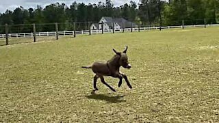 Young donkey runs as fast as a horse