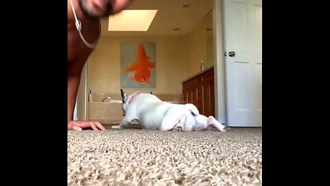 Dog doing push-ups with his owner