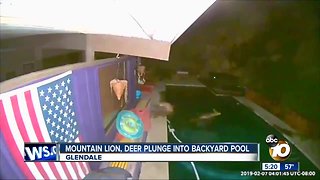 Mountain lion, deer plunge into backyard pool