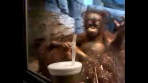 Sweet Baby Orangutan Wants His Drink