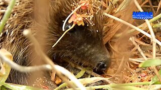 Ежики или новая семья «домовых». Hedgehogs or a new family of urchin.