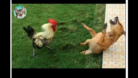 Chicken Wants To Bite Dog🐔🐶 - Funniest Animals Videos _ Amazing Animals