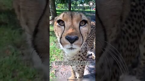 Cheetah 🐆 Cubs VS The Cruel Wilderness!