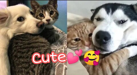 Cat protects dog , dog protects cat 😸💗🐶 Cute friendship between dogs and cats