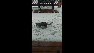 Kittys First Snow