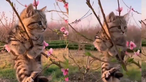 Kitten climb sakura tree & Watching around