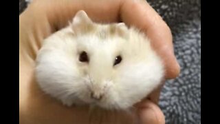 This hamster was caught red-cheeked stealing bird seed!