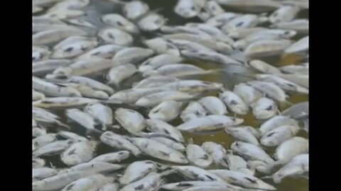 Breaking: "Millions of fish found dead in Australian river & more!