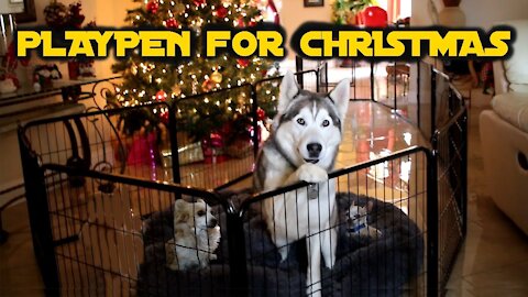 Siberian Husky Reacts To Christmas Present | Pawscoo Dog Playpen Review