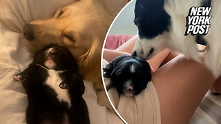 Next-door dog BFFs welcome 'golden Aussie' puppy