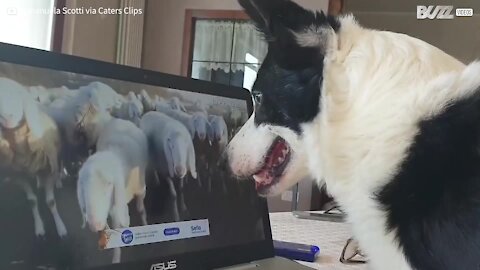 Cão pastor trabalha de casa!