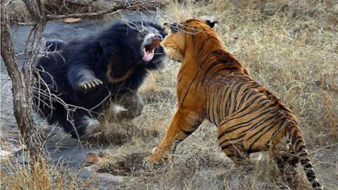Кто сильнее медведь или тигр?