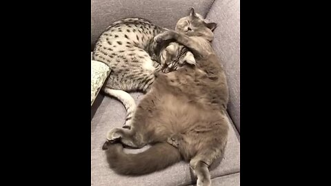 Cats cuddle each other for nap in cutest possible way