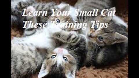 Learn Your Small Cat These Training Tips
