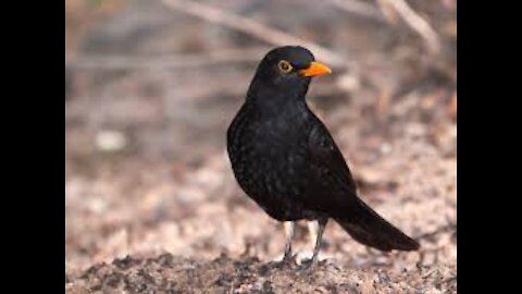The black bird has a beautiful voice