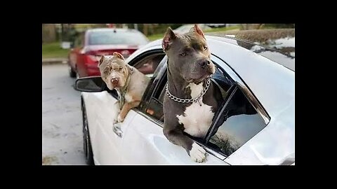 Any problems, dude_ Funny videos with Pitbull dogs 🐶