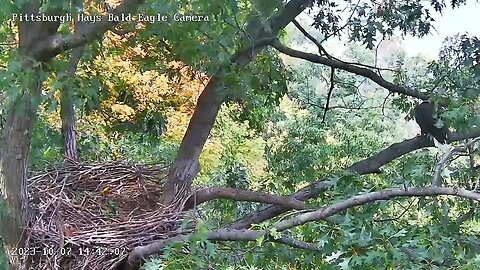 Hays Eagle Nest Awesome Stick Break off the Nest Tree Branch 10:7.23 14:42:14