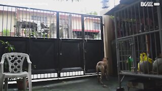 Un chien expert fugue pour jouer dans rue