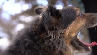 Colorado State University studying vaccine to help prevent cancer in dogs